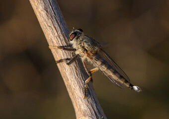 Robber fly on leafy branch in Cyprus nature