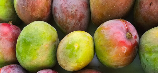 Close-up of freshly picked mangoes with natural color variations of green, yellow, and red on smooth skin. tropical fruit