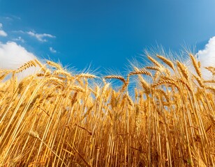 a close up of golden wheat stalks against a clear blue sky showcasing the beauty of agricultural fields during harvest season