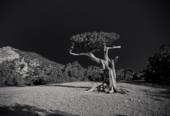 Lonely twisted tree under dark sky, black and white image