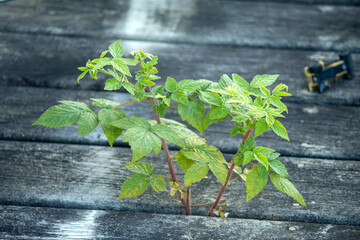 A raspberry plant growing through the old porch