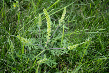 Ragweed plant in the grass