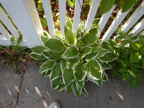 Hosta 'Undulata Albomarginata' Growing Near A White Picket Fence In Spring In Wisconsin