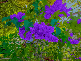 Purple Lilacs Growing In The Garden In Spring In Wisconsin