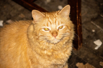 portrait of a cat
