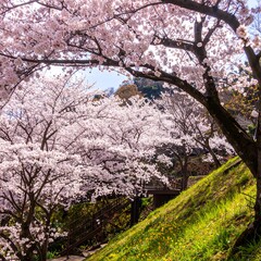 Spring Cherry Blossoms Park Scene (1)
