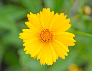 Obraz premium Bright yellow flower, out of focus background