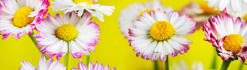 white and pink daisy flowers on a bright background