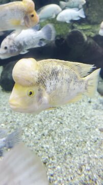Flowerhorn fish with prominent cephalic hump in aquarium.