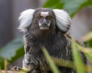 Common Marmoset portrait