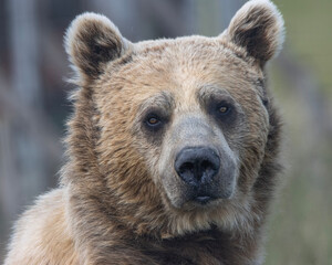 Syrian brown bear