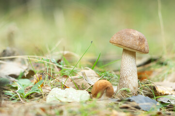 Mushrooms growing in a dense forest.