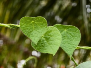 young grass jelly leaves with blurred background