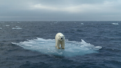 A polar bear stands alone on a small, isolated piece of ice in the middle of a vast, dark ocean. This powerful image is a symbol of global warming, climate change, and the threat to Arctic wildlife.