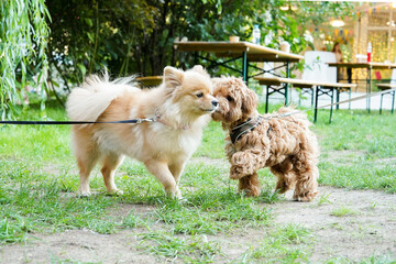 Fototapeta premium Two small dogs playing together on leash in park. Walking with a dog in the park