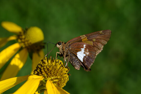 Silver-spotted skipper on cutleaf coneflower. Epargyreus clarus, the silver-spotted skipper, a butterfly of the family Hesperiidae. Other names for the coneflower are goldenglow and tall coneflower.