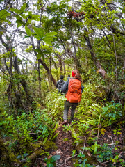 Vertical shot of a young female hiker walking through the paramo forest on a cold morning in Chirripo National Park, Costa Rica. © Saintdags