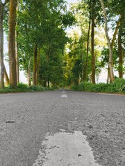 surface-level image of a road through park