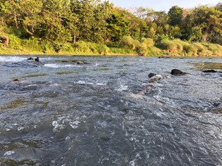 Flowing River Water with Lush Green Forest in the Background.
