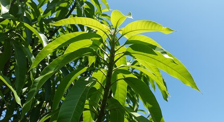 Obraz premium Radiant foliage against azure skies showcasing the vibrancy of nature's palette