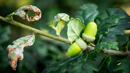 Acorns