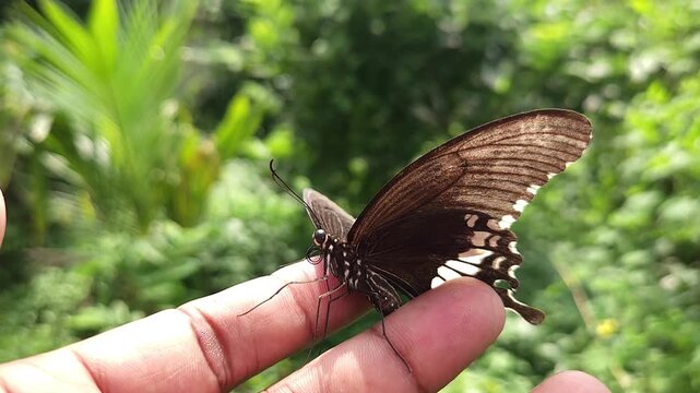 A delicate butterfly rests gently on a hand, showcasing the beauty of nature up close.