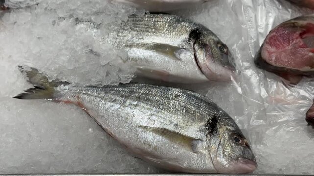 Raw chilled dorado fish is on shallow ice in the fish shop. Close-up.