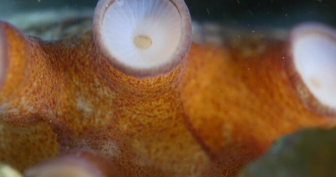 octopus  underwater close up detailed ocean scenery underwater creature cepholopod