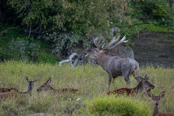 Dominant Red Deer stag roaring in meadow in front of females