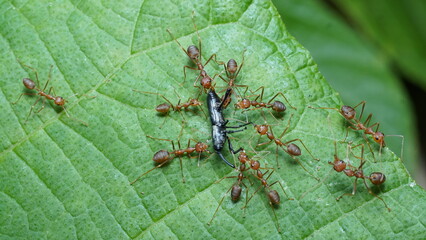 Several red ants swarm a black insect on a green leaf. Focus selected