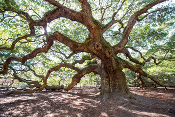 old oak tree in the park