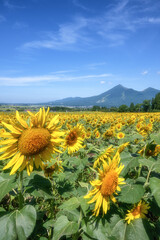 Obraz premium リステル猪苗代 夏の風景 