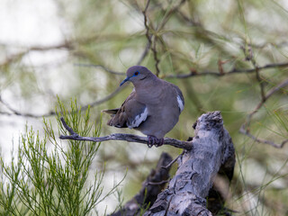White-winged Dove perched on branch in Arizona