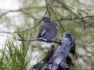 White-winged Dove perched on branch in Arizona