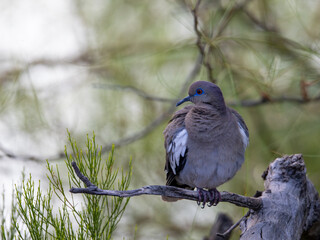 White-winged dove perched on branch in Arizona