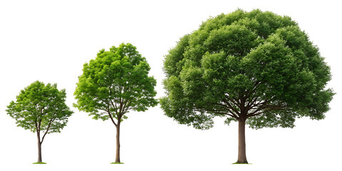 Three trees of different sizes with green leaves isolated on a white background in a horizontal line