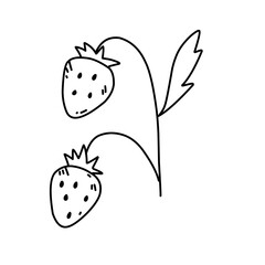 hand drawn strawberries