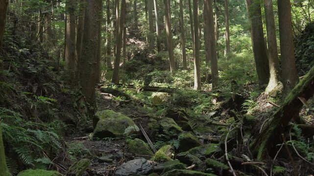 　世界遺産熊野古道・中辺路「大坂本王子(おおさかもとおうじ)跡から近露への道の傍に流れる小川」和歌山県田辺市中辺路町