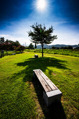 Wooden park bench and a lone tree under the bright sun on a summer day