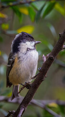 Obraz premium Coal Tits, Perched at Hauxley Nature Reserve, August 2025