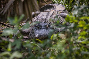 Fototapeta premium Nesting Alligator