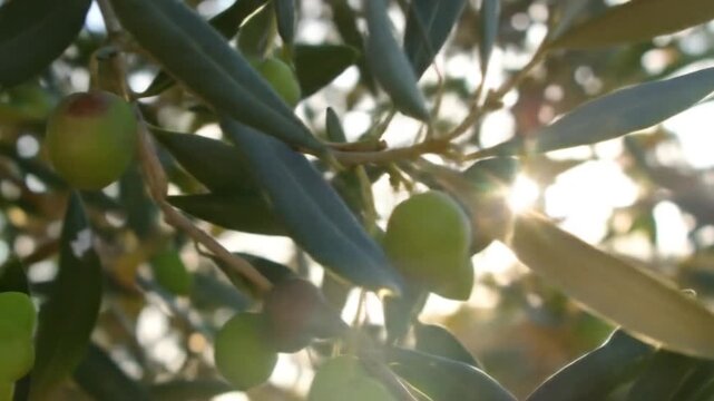Olive branch sunlight closeup