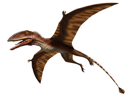 Dimorphodon, a pterosaur with a large head and long tail, in PNG with transparent background.