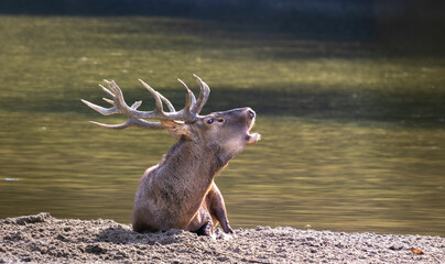Red Deer stag roaring and laying in sand next to river