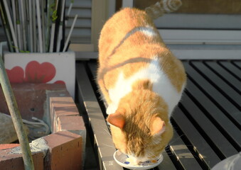 The Curious Daily Life of a Munchkin Cat on a Home Balcony