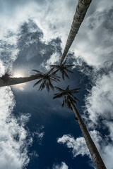 Beautiful landscape in Cocora Valley, the wax palm Park in Colombia. Cocora Valley is one of the...