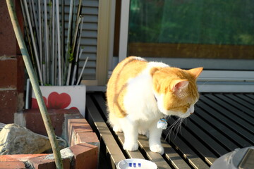 The Curious Daily Life of a Munchkin Cat on a Home Balcony