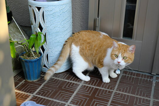 Funny and Expressive Cat with an Alert, Suspicious Gaze