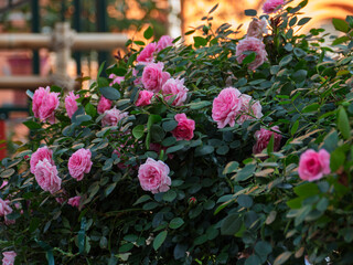 Vibrant Pink Roses in Bloom Surrounded by Greenery
