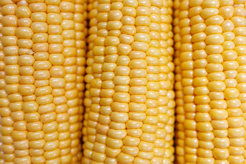 Corn cobs with yellow kernels, organic maize vegetable, healthy food agriculture harvest background